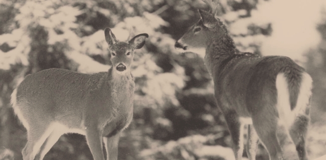 Le ravage de cerfs de Virginie du lac David